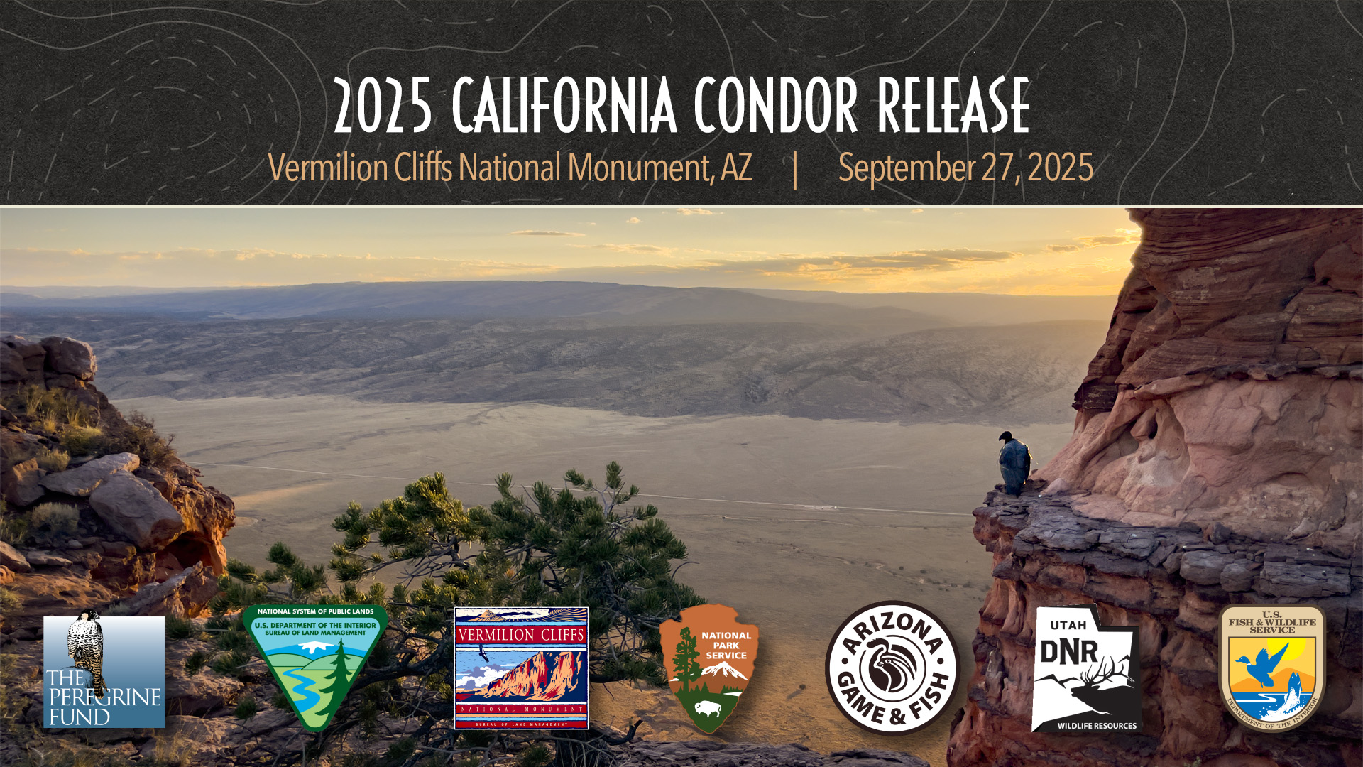 A newly-released immature California Condor perched on a rock cliff overlooking Arizona's House Rock Valley. Overlaid text reads "2025 California Condor Release: September 27, 2025." Also overlaid are the logos of The Peregrine Fund, BLM, Vermilion Cliffs NM, NPS, AZ Game & Fish, UT DNR, USFWS.