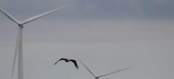 Eagles fly near wind turbines