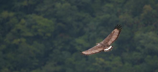Solitary Eagle in Flight_Belize_Yeray Seminario.