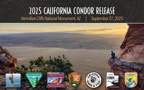 A newly released California Condor perched on a cliff ledge overlooking the House Rock Valley. Overlaid text reads "2025 California Condor Release."