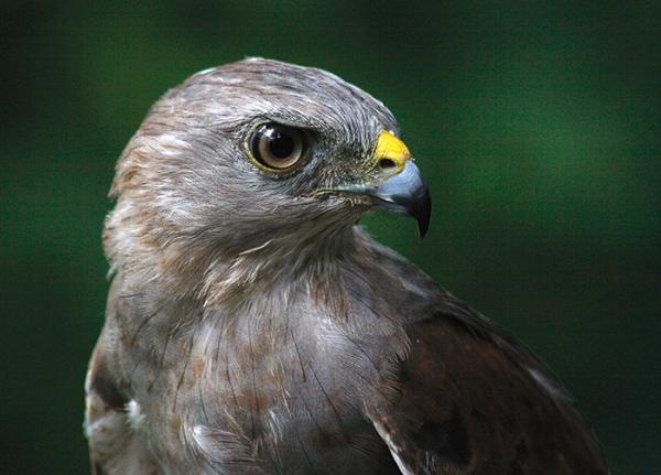 portrait of an adult Ridgways Hawk