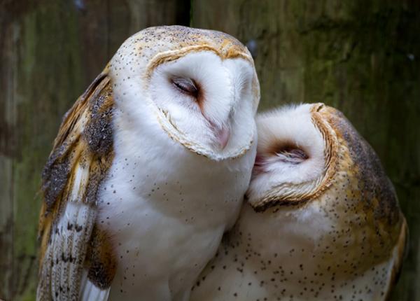 Barn Owl pair perched