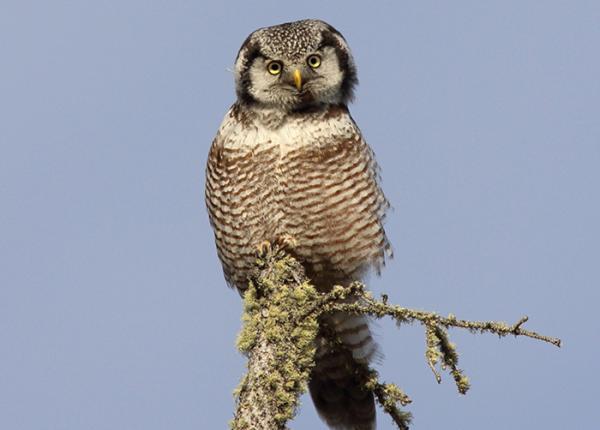 Northern Hawk-Owl perched on branch