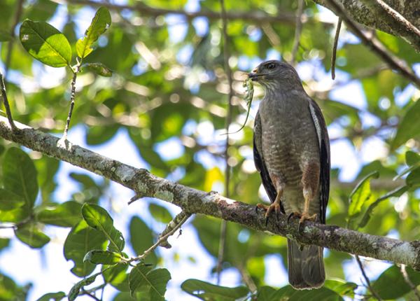 Ridgways Hawk perched