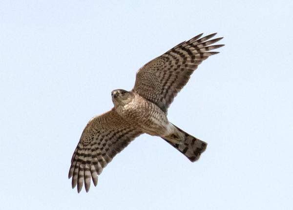 A Sharp-shinned Hawk flies overhead with its characteristic striped tail.
