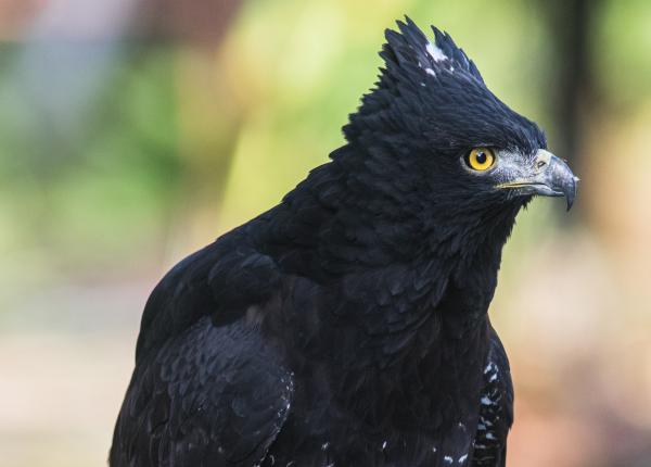 Black Hawk-eagles have black bodies, a small crest of feathers on their heads, and piercing yellow eyes