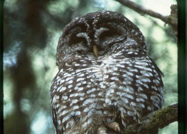 Spotted Owl