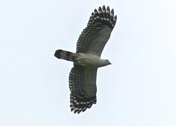 White-collared Kite