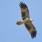 Whistling Kite