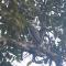 Gray headed goshawk in tree
