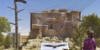 Visitor views two California Condors in outdoor enclosure at World Center for Birds of Prey