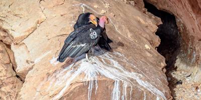 A pair of condors at the opening of their nest cave
