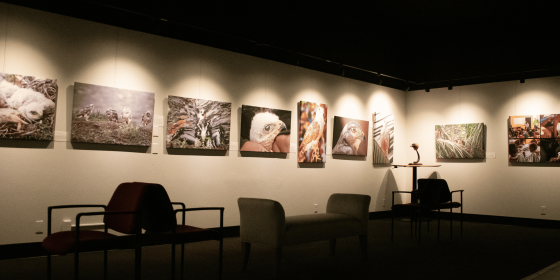 Marcia & Bob Ross Gallery