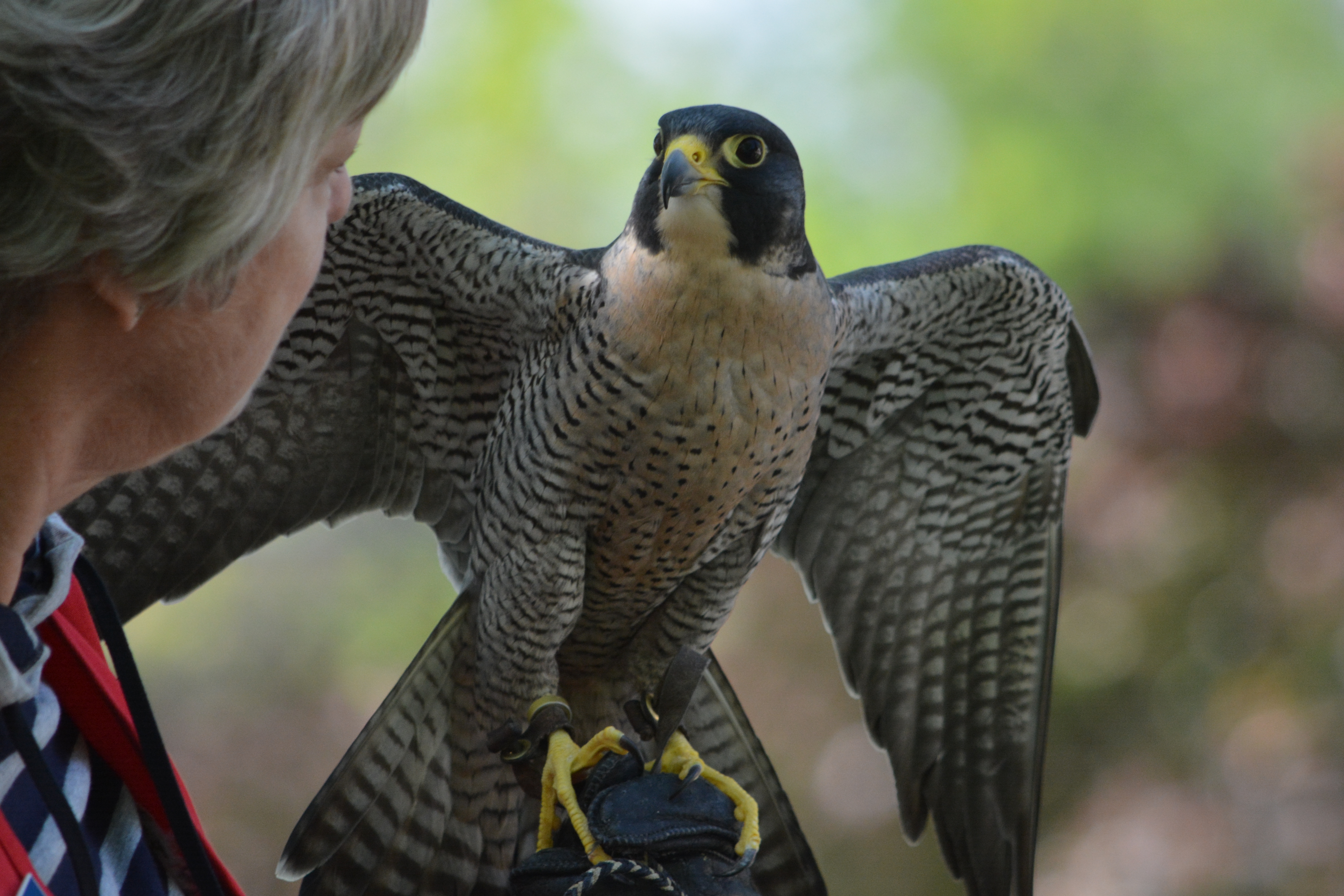 A volunteer holds Gus the Peregrine Falcon for a daily bird encounter at the World Center for Birds of Prey