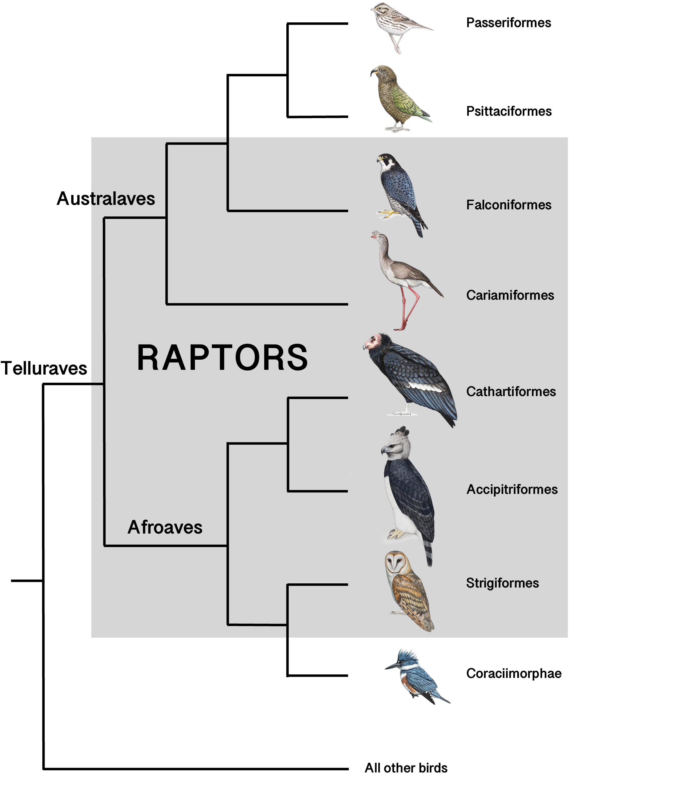 A Cladogram shows which groups of birds of prey evolved from which ancestors.