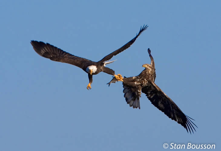 An adult bald eagle steals fish from a juvenile