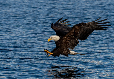 A Bald Eagle fishing