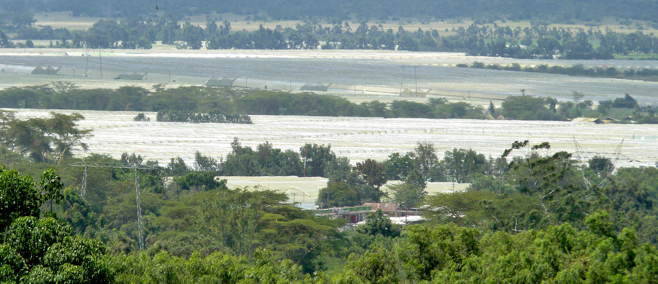 Greenhouses are spread across the landscape in Kenya