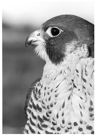 A black and white photo of a Peregrine Falcon