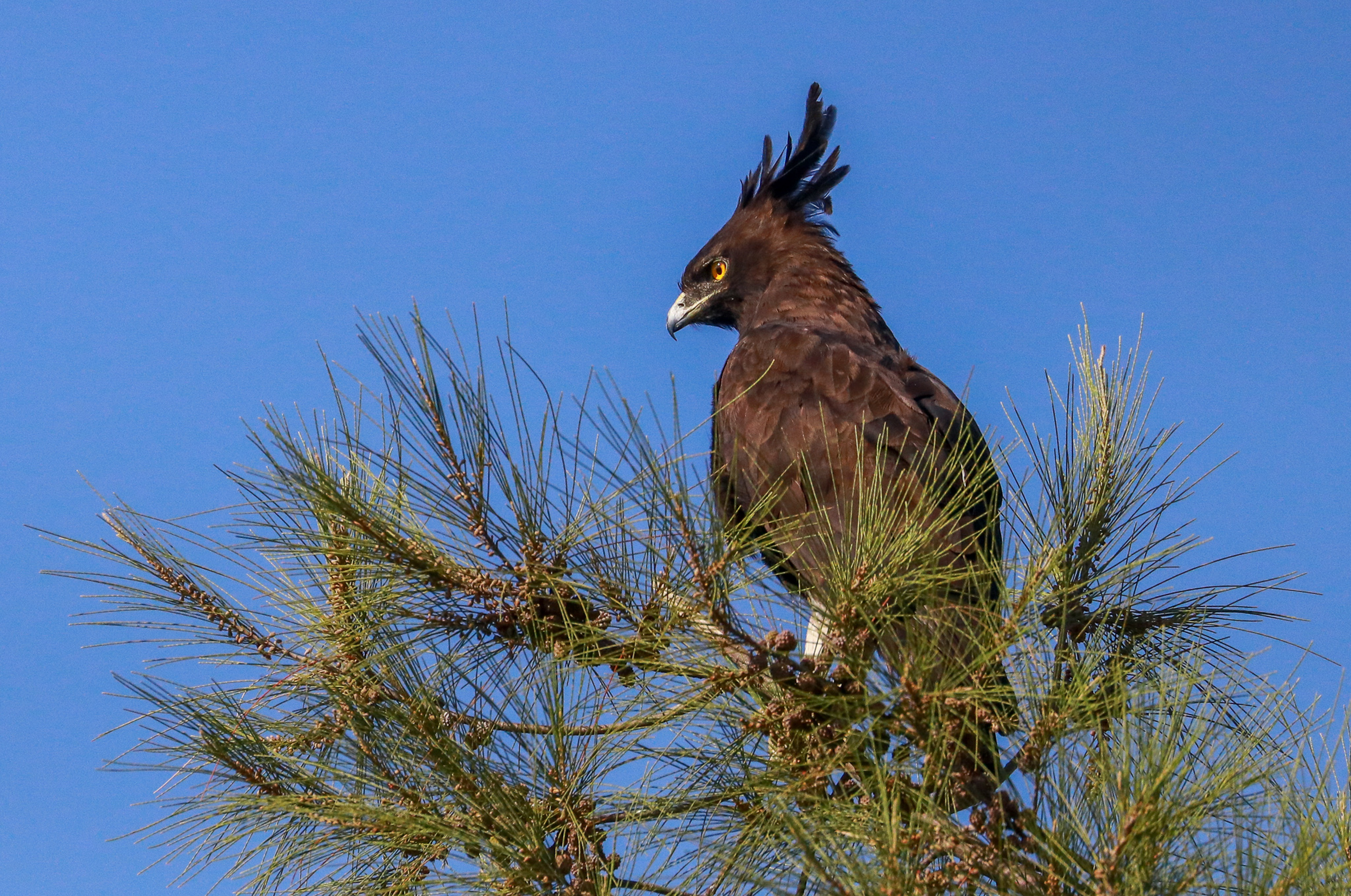 A Long-crested Eagle perches in a tree in Kenya
