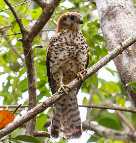 An adult Mauritius Kestrel perches on a branch in the forest