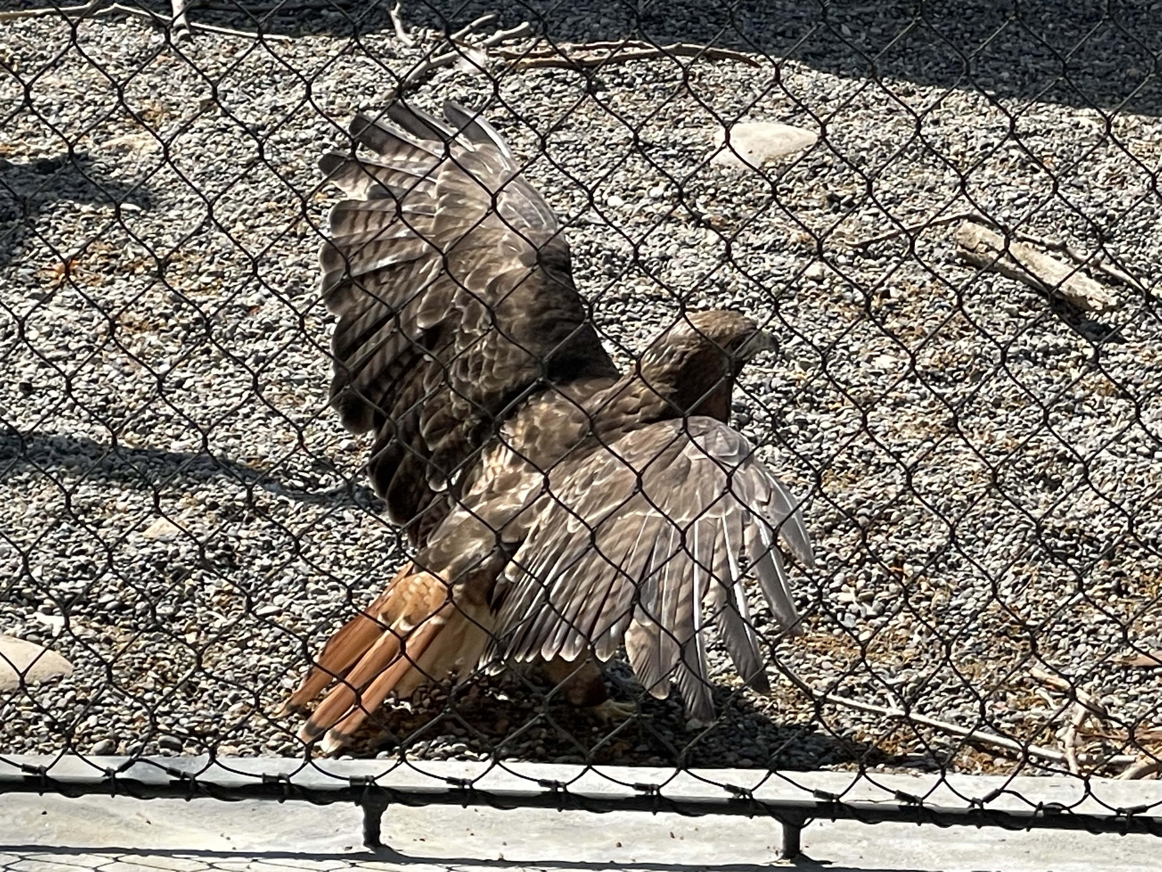 Phoenix the Red-tailed Hawk sits on the ground with her wings open and tail spread to soak up the sun.