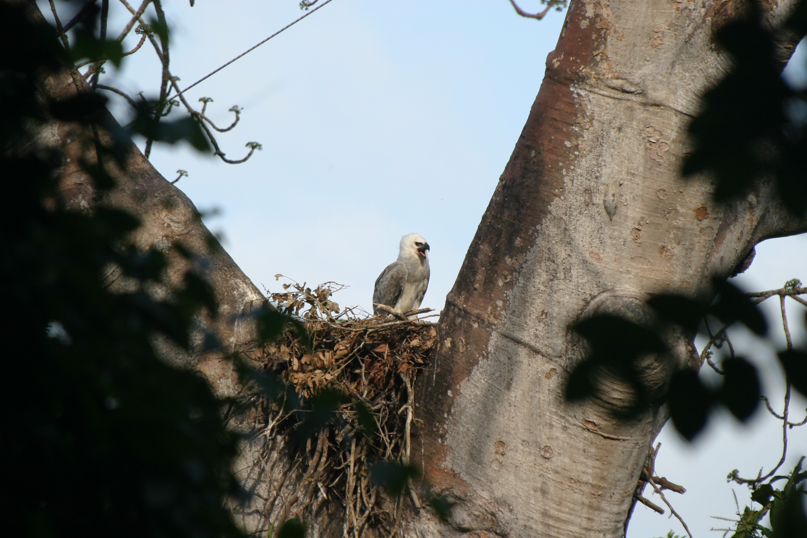 Young Harpy Eagle perched on its nest