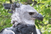 Grayson the Harpy Eagle
