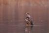 Bald Eagle (Juvenile) – David Brandes