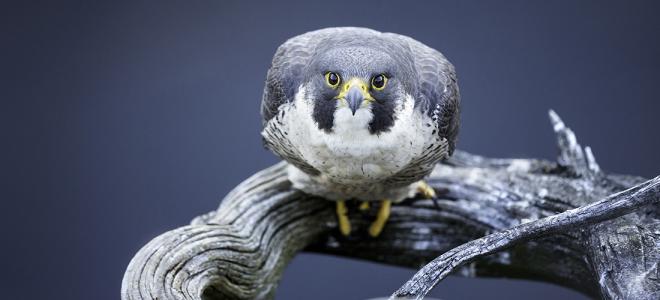Peregrine Falcon perched on driftwood