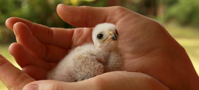Puerto Rican Sharp-shinned Hawk nestling cupped in biologist's hand