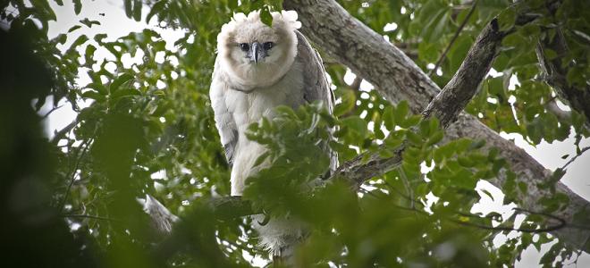 Young harpy eagle peers out from the rain forest canopy in Panama