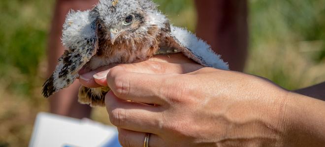 American Kestrel nestling perches on a researcher's hand