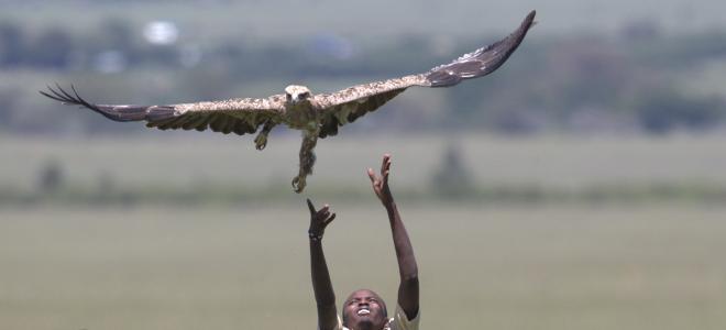 A field technician releases a Tawny Eagle in the plains