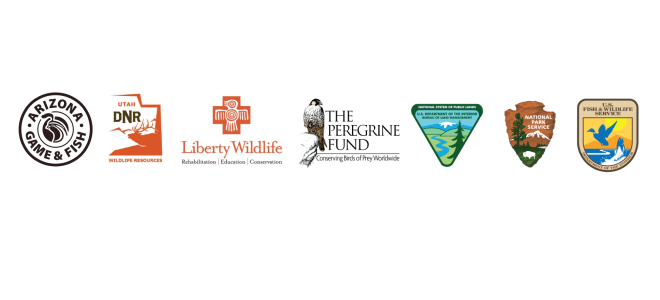 Logos for the working partners for California Condors. Logos of Arizona Game and Fish, Utah Department of Natural Resources, Liberty Wildlife, The Peregrine Fund, Bureau of Land Management, National Park Service, and US Fish and Wildlife Service.