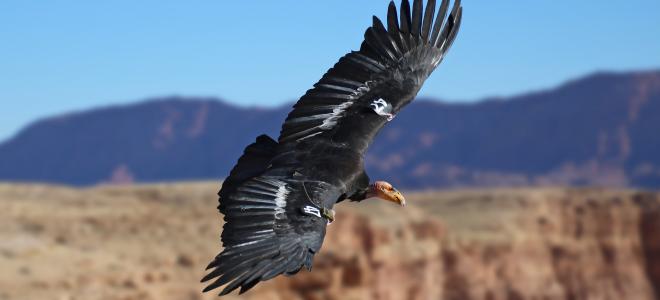 California Condor 447 in flight with a cliff in the background