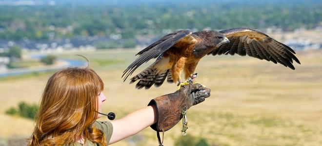 Trainer Kelsey watching as Griffin the Swainson's Hawk takes flight
