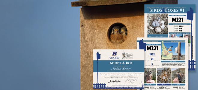 Two kestrel nestlings peeking out of a nest box with Adopt-a-Box materials superimposed