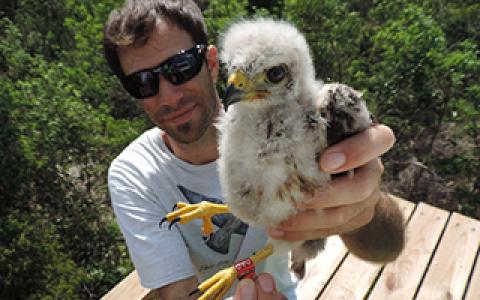 biologist Thomas Hayes holds a banded Ridgway's Hawk nestling