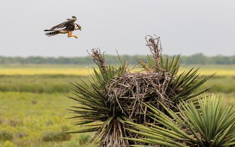 Aplomado Falcon lands in a wild nest in a yucca
