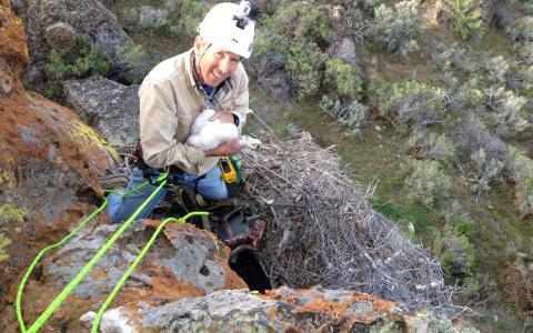 Biologist Dr. David Anderson rappels down a cliff in Alaska with a Gyrfalcon nestling.