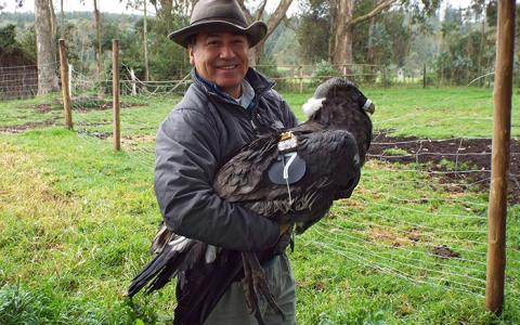 Hernan Vargas holds an Andean Condor prior to release