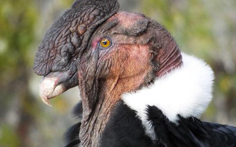 Andean Condor portrait closeup