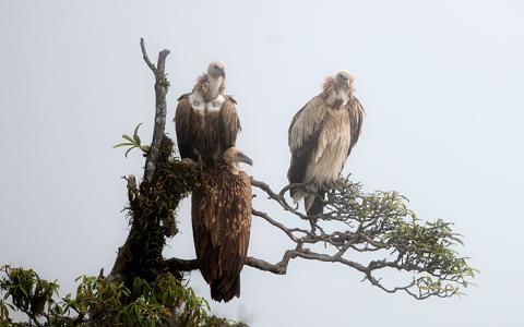 three Asian vultures perch in a tree