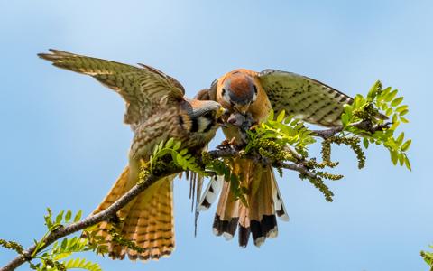 a male kestrel delivers a mouse to a female kestrel
