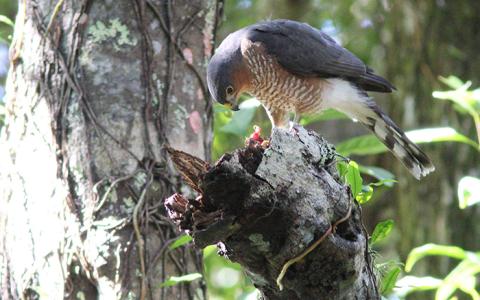 Adult Puerto Rican Sharp-shinned Hawk perches with food on a branch
