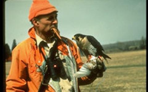 Peregrine Fund Founder Tom Cade holds a Peregrine Falcon