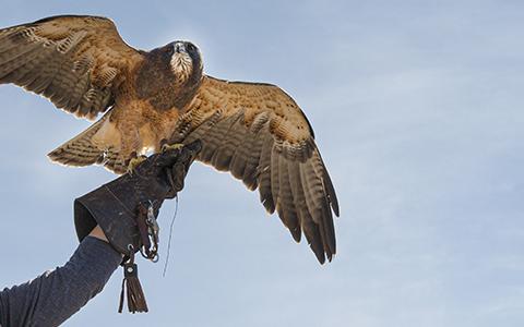 Swainson's Hawk lands on a trainer's glove