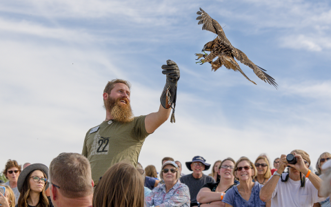 Finn the Red-tailed Hawk lands on his trainer's glove during Fall Flights