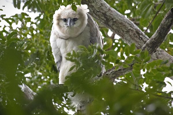 Young harpy eagle peers out from the rain forest canopy in Panama